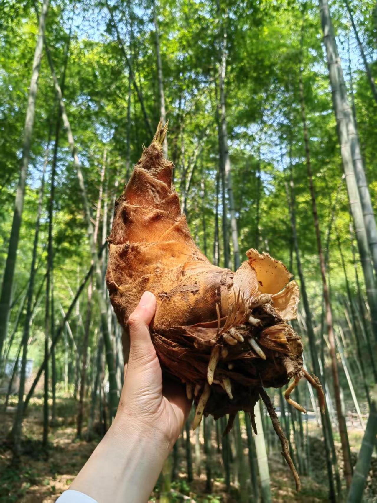 Ahn Lan Ninghai Luaran gambar